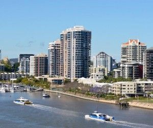 Brisbane city cat